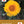 Desert Southwest Wildflowers Deck