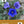 Desert Southwest Wildflowers Deck