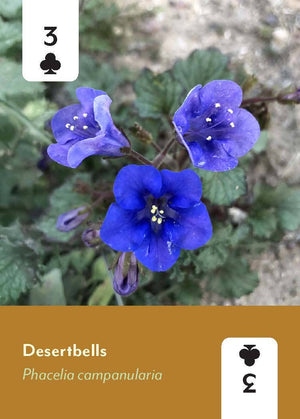 Desert Southwest Wildflowers Deck