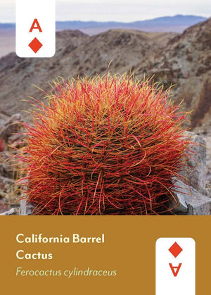 Desert Southwest Wildflowers Deck