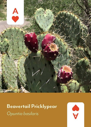 Desert Southwest Wildflowers Deck
