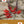Desert Southwest Wildflowers Deck