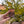 Canyonlands Mesa Arch Magnet