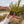 Canyonlands Poster Magnet