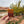 Dead Horse Point Spirit Magnet