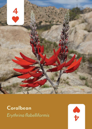 Desert Southwest Wildflowers deck card showing a red Coralbean flower
