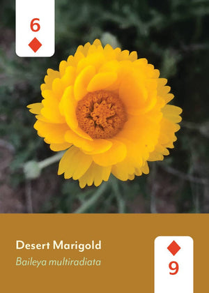 Desert Southwest Wildflowers deck card showing a yellow Desert Marigold