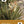 Desert Southwest Wildflowers Deck