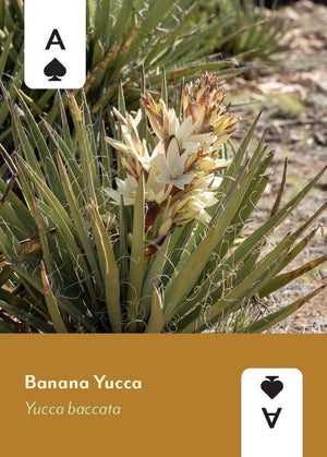 Desert Southwest Wildflowers Deck
