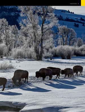 National Geographic Atlas of the National Parks open to a bison in snow photo spread